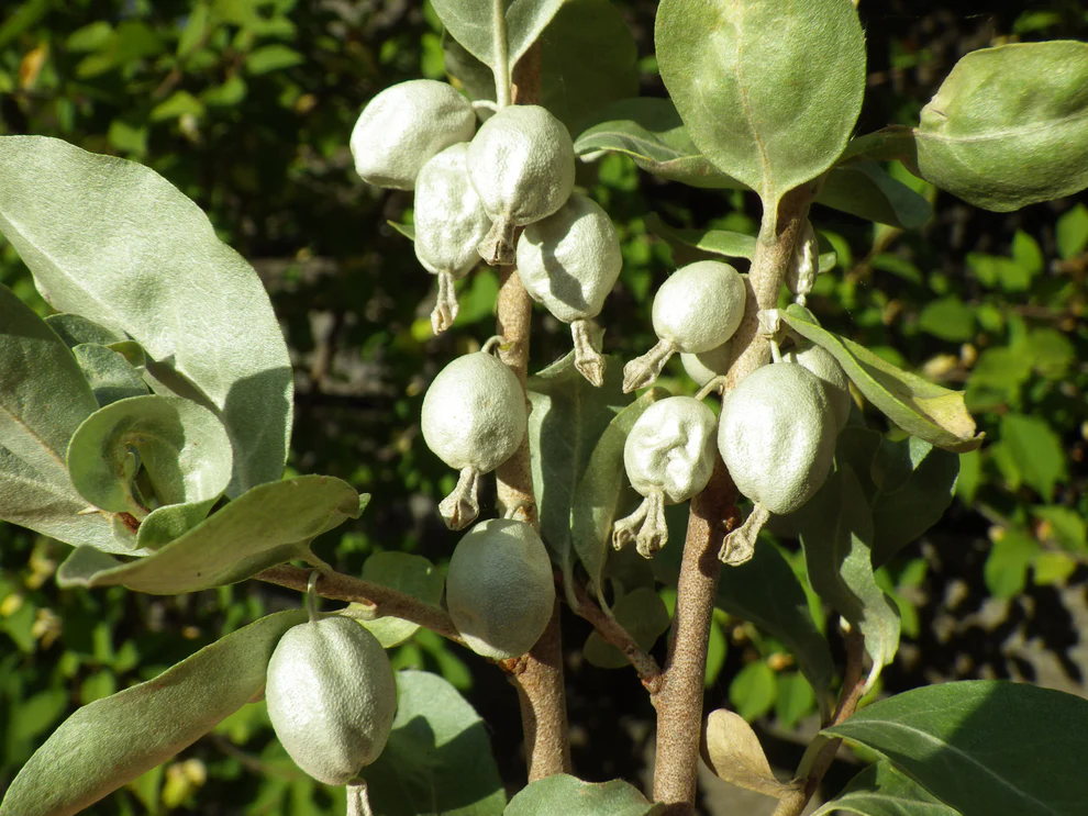Silverberry - Elaeagnus commutata