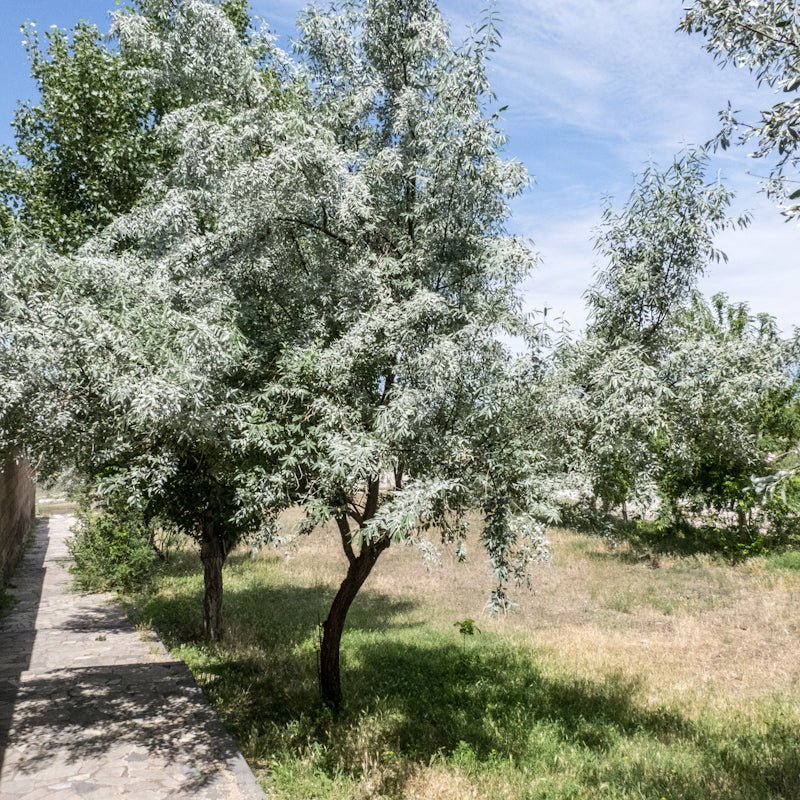 Silverberry - Elaeagnus commutata