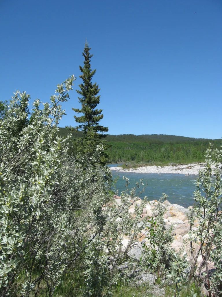 Silverberry - Elaeagnus commutata