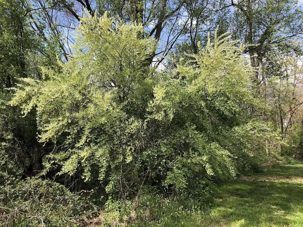 Goumi - Elaeagnus multiflora