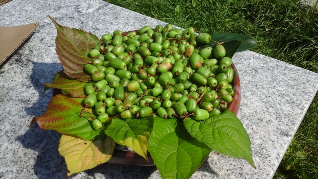 Kiwi Fruit - Actinidia kolomikta