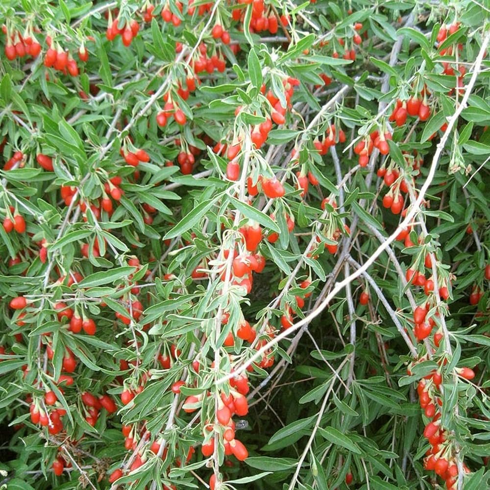 Chinese Boxthorn Goji - Lycium chinense