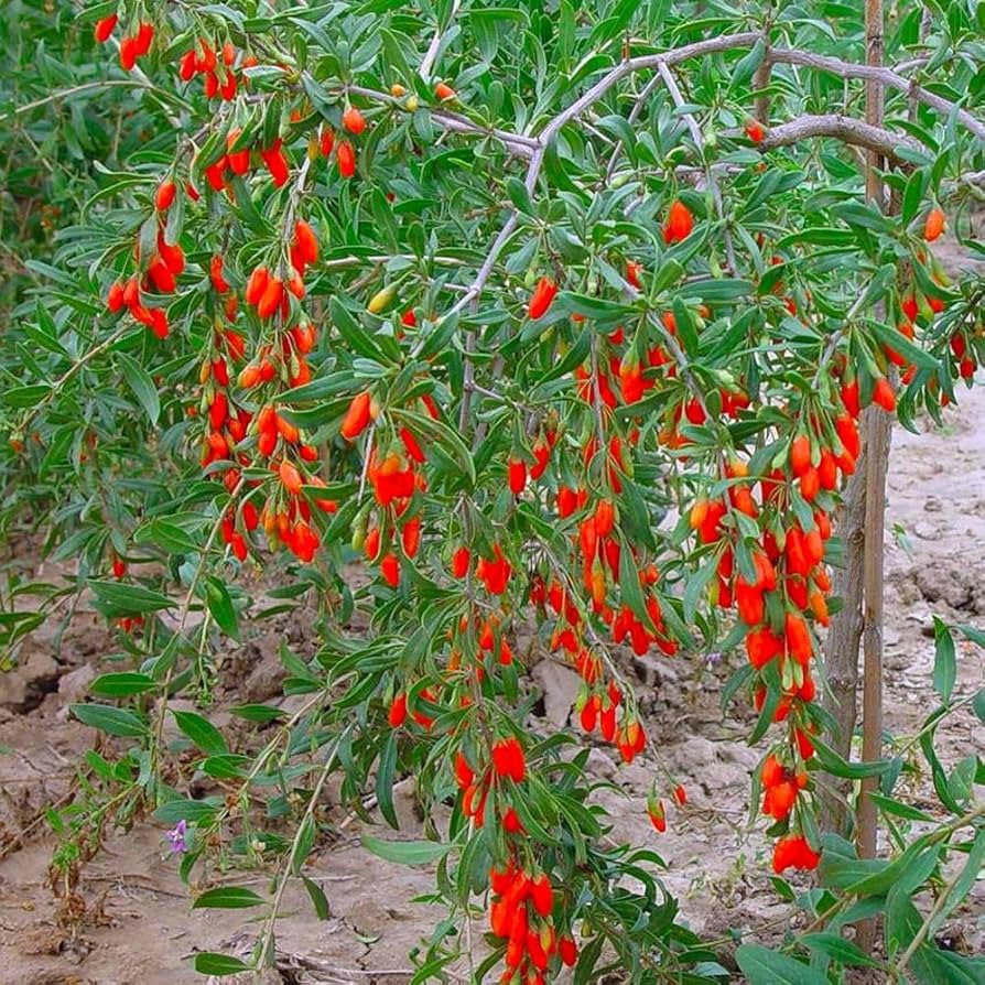 Chinese Boxthorn Goji - Lycium chinense