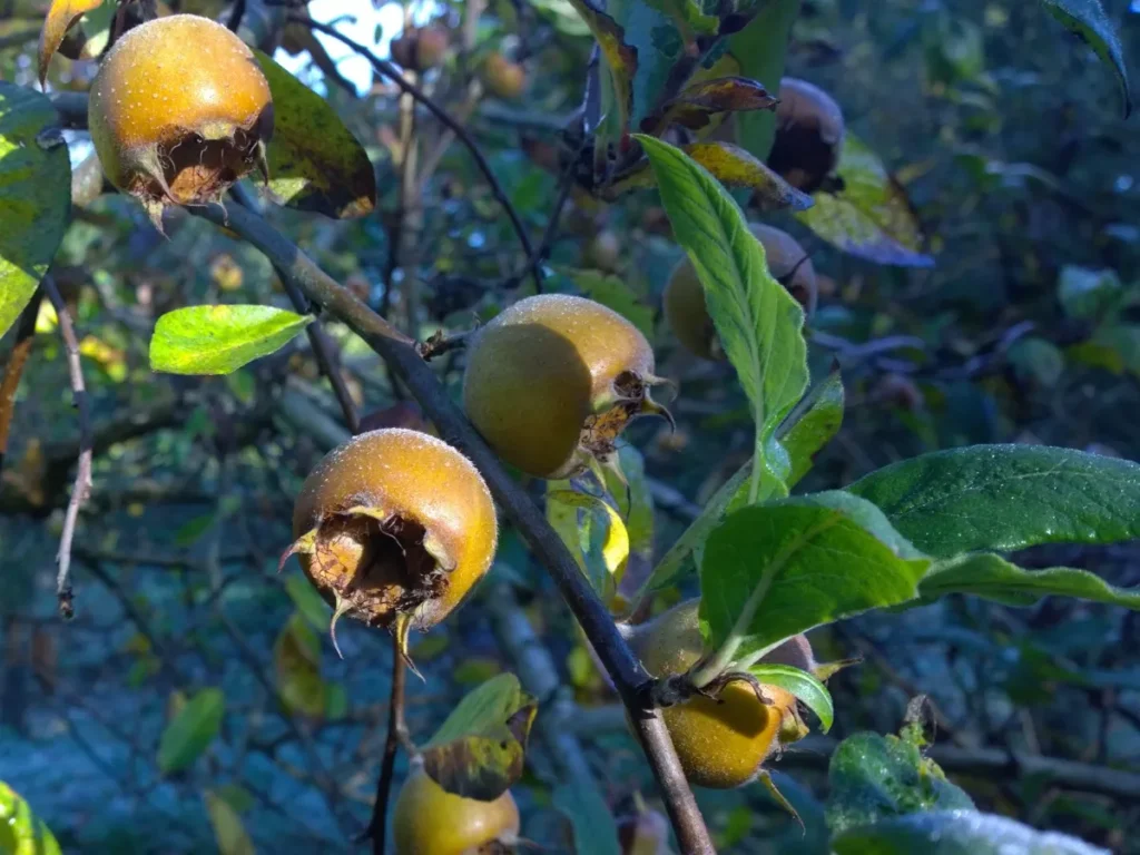 Medlar - Mespilus germanica