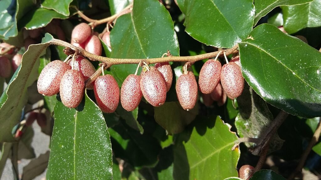 Elaeagnus - Elaeagnus x ebbingei