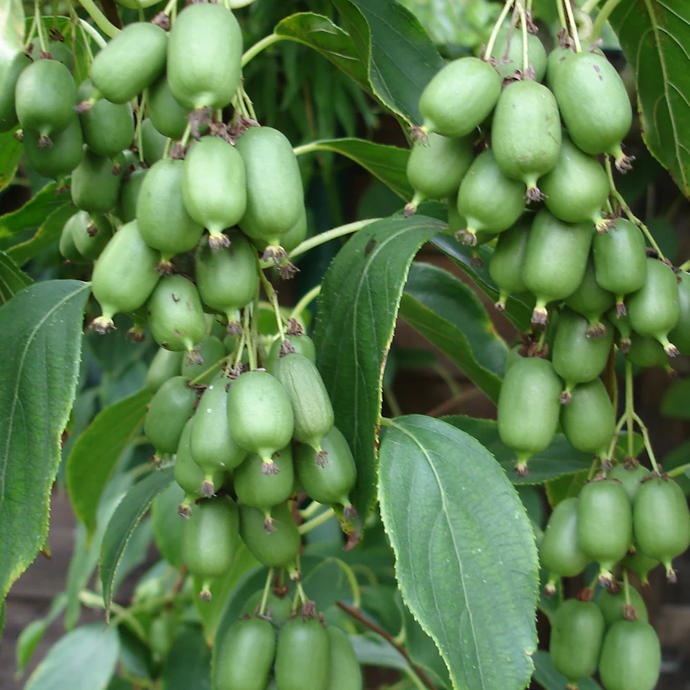 Tara Vine Kiwi - Actinidia arguta