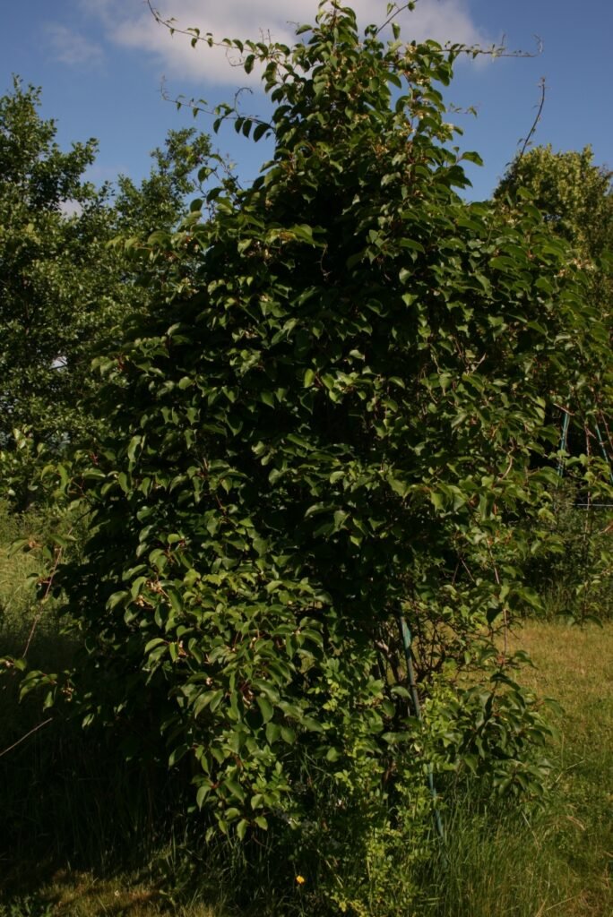 Tara Vine Kiwi - Actinidia arguta