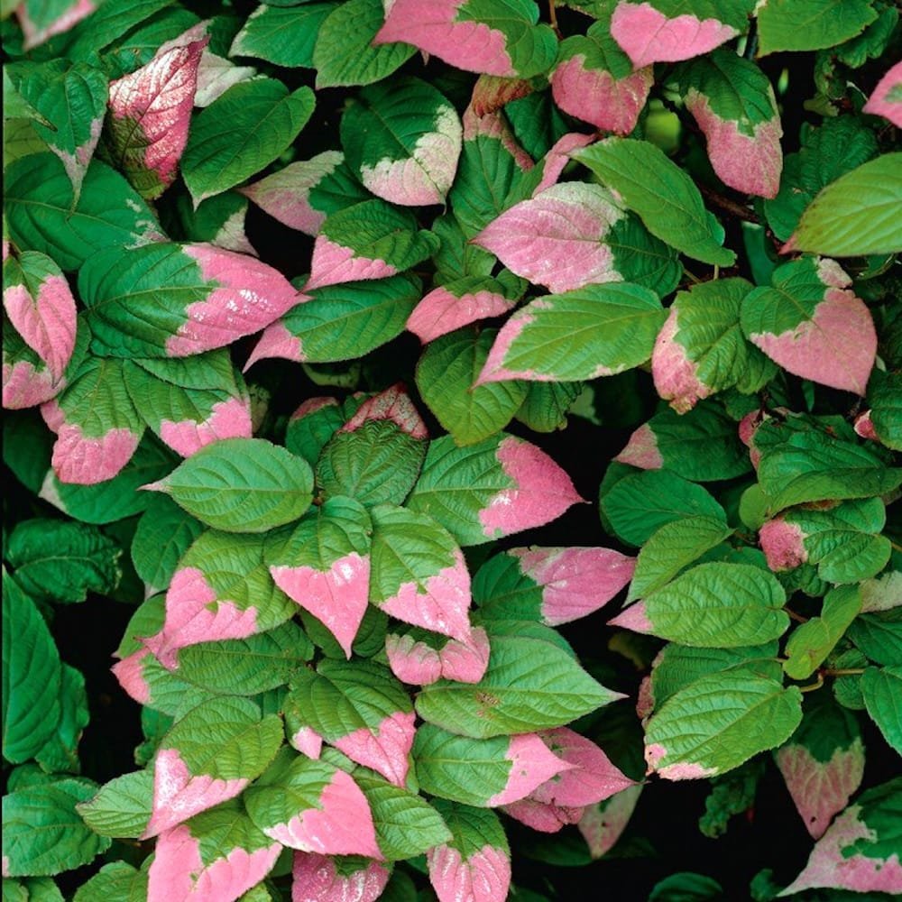 Kiwi Fruit - Actinidia kolomikta
