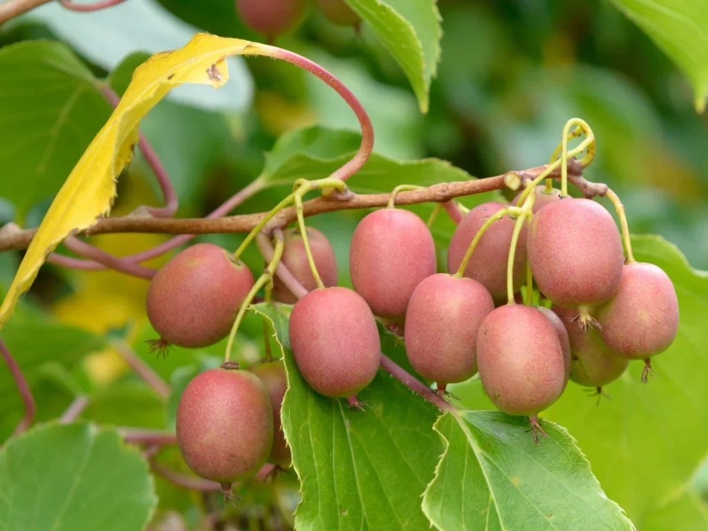 Tara Vine Kiwi - Actinidia arguta