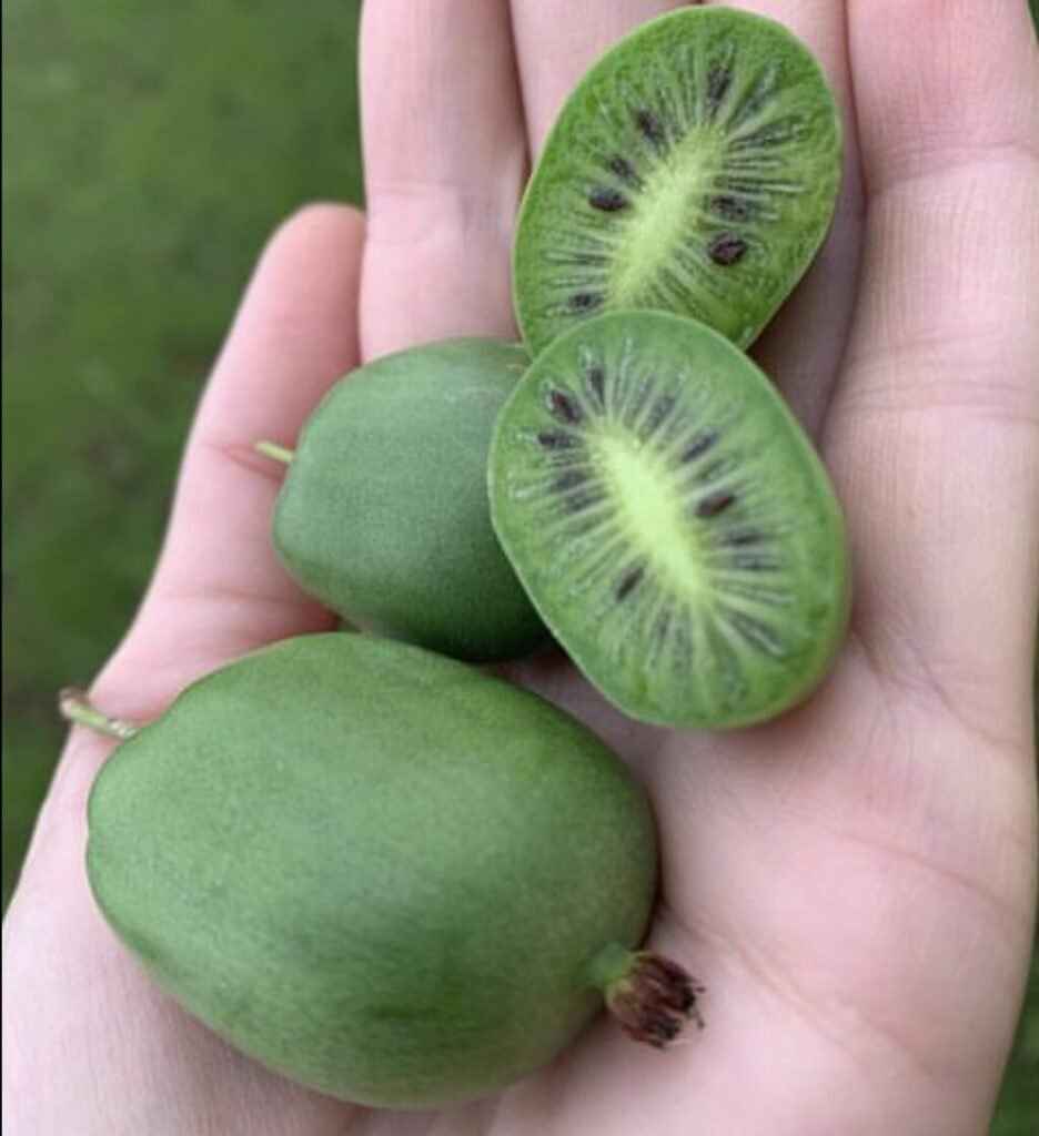 Tara Vine Kiwi - Actinidia arguta