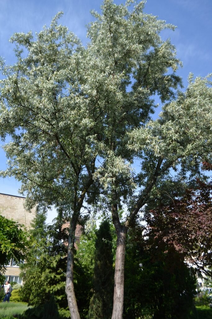 Russian olive - Elaeagnus angustifolia