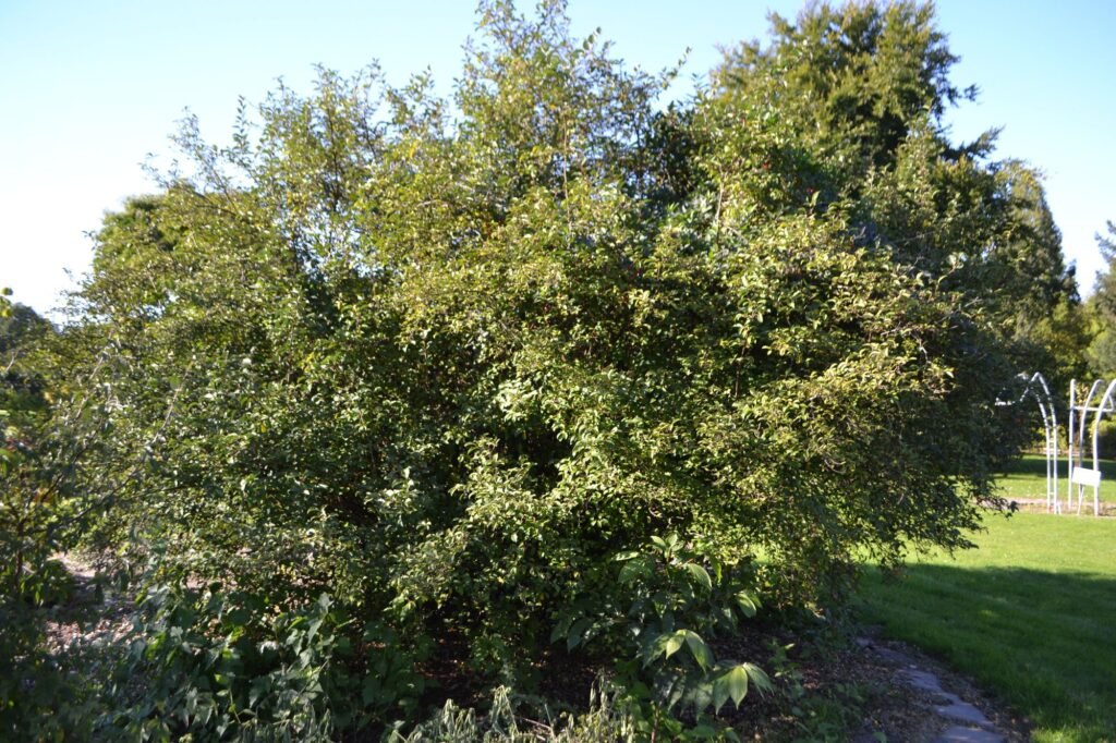 Goumi - Elaeagnus multiflora