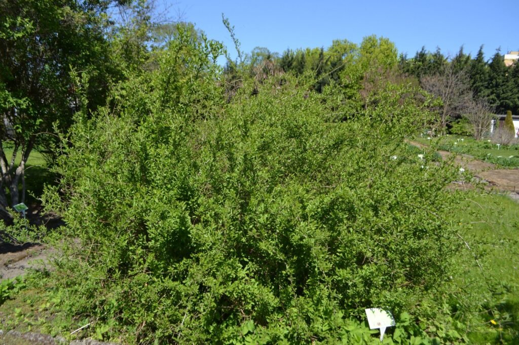 Chinese Boxthorn Goji - Lycium chinense