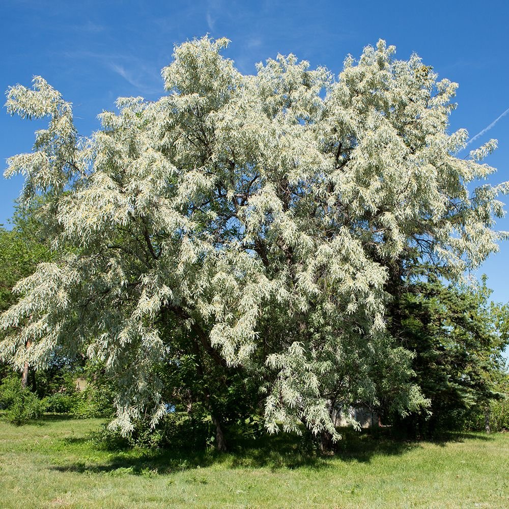 Russian olive - Elaeagnus angustifolia