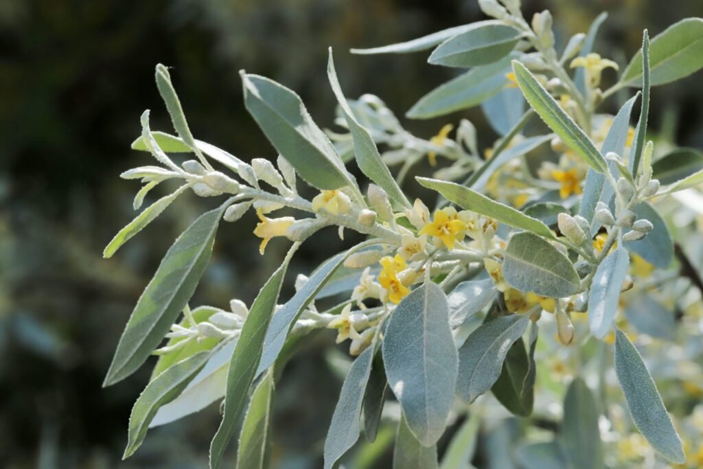 Russian olive - Elaeagnus angustifolia