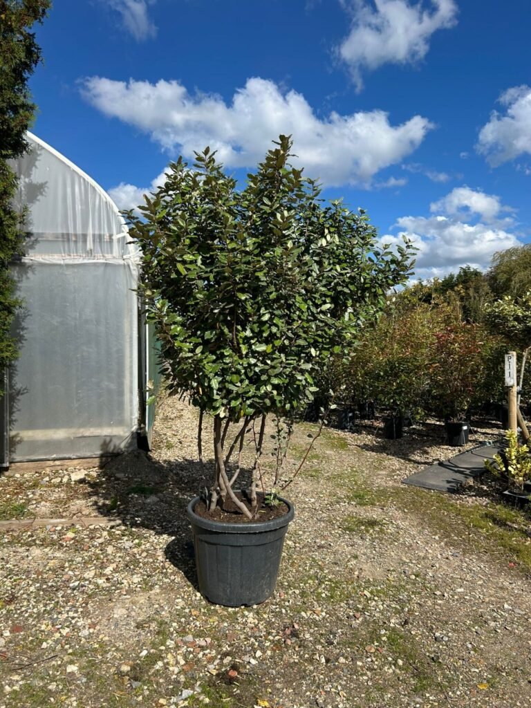 Elaeagnus - Elaeagnus x ebbingei