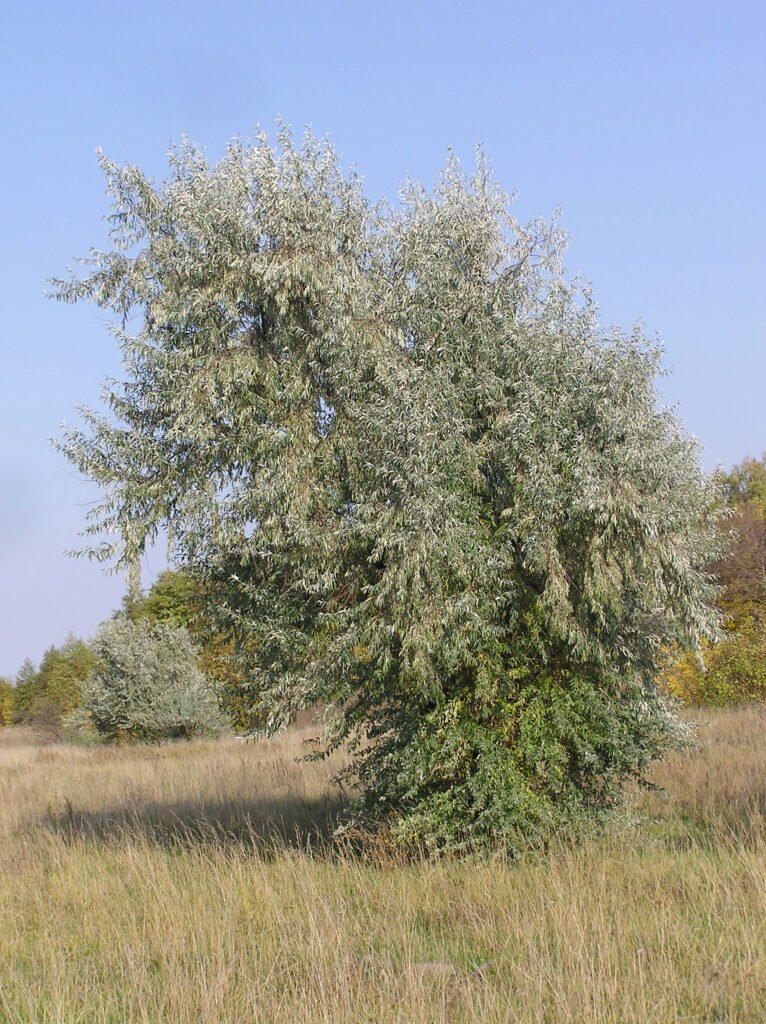 Russian olive - Elaeagnus angustifolia