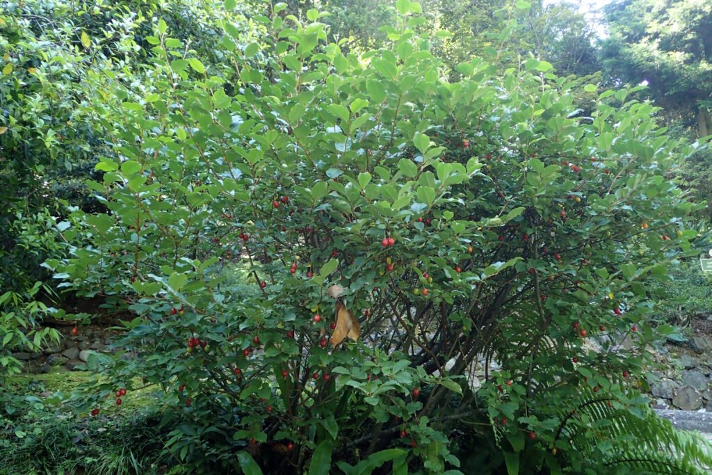 Goumi - Elaeagnus multiflora