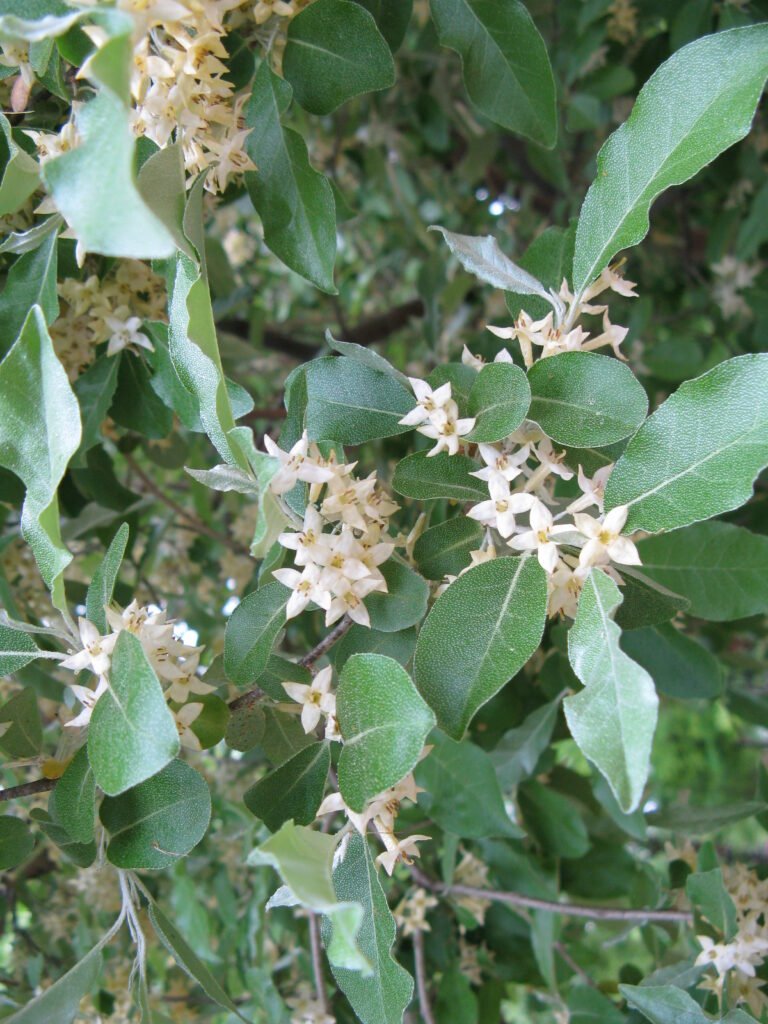 Autumn Olive - Elaeagnus umbellata