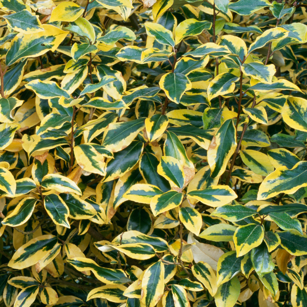 Elaeagnus - Elaeagnus x ebbingei