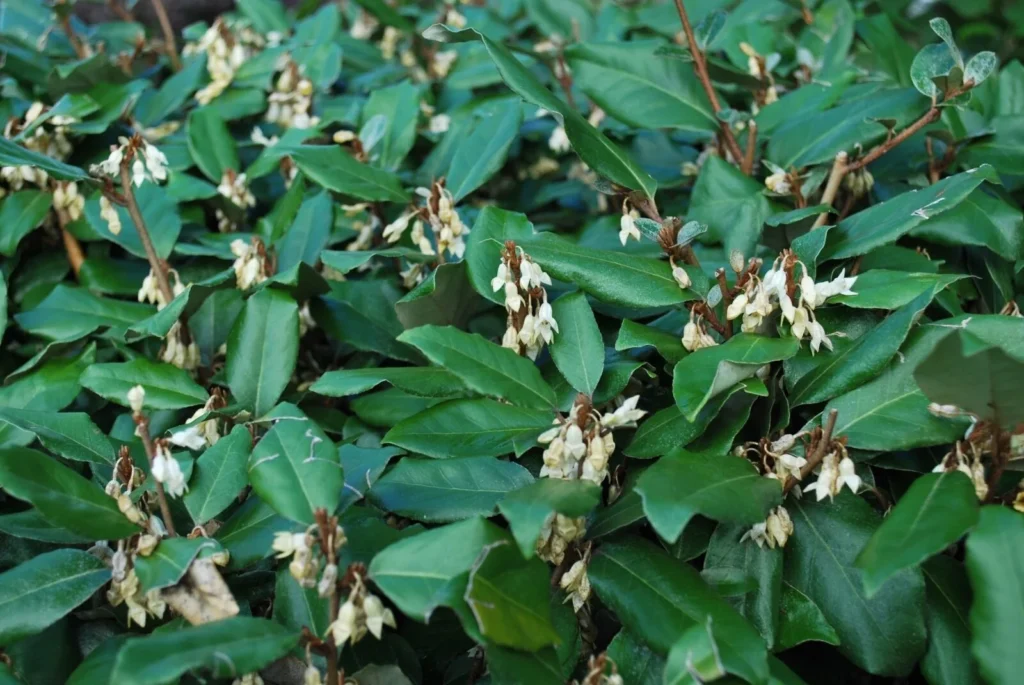 Elaeagnus - Elaeagnus x ebbingei