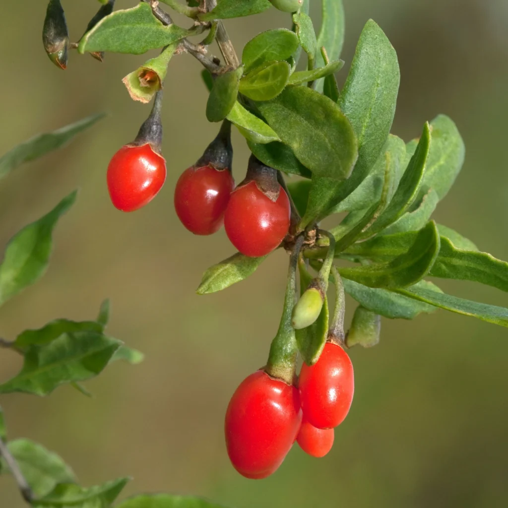 Goji berry - Lycium barbarum