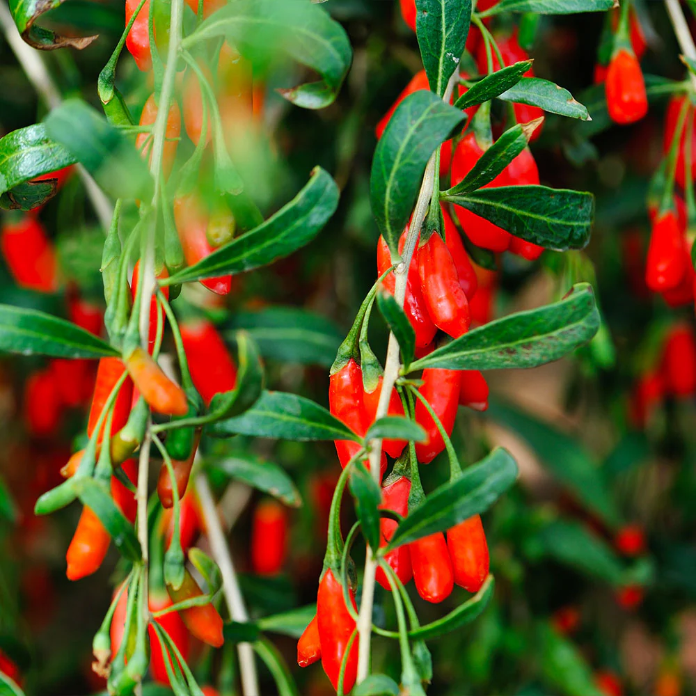 Chinese Boxthorn Goji - Lycium chinense
