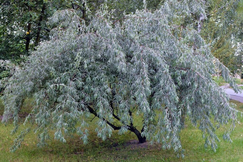 Russian olive - Elaeagnus angustifolia