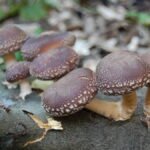 How to grow Shiitake mushrooms (Lentinula edodes)