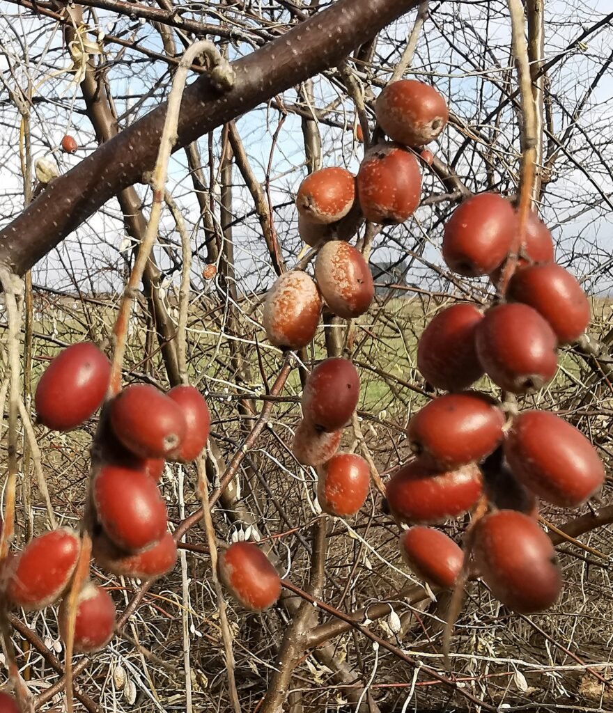 Russian olive - Elaeagnus angustifolia