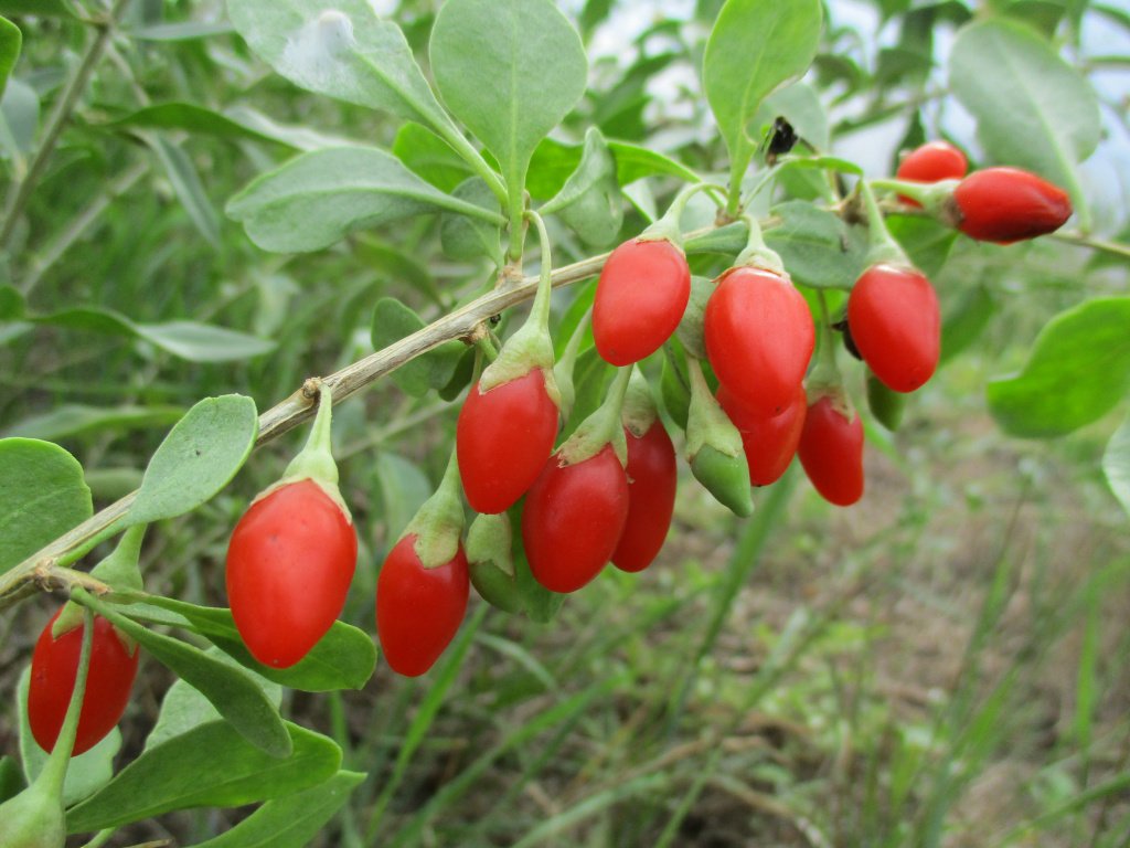 Chinese Boxthorn Goji - Lycium chinense
