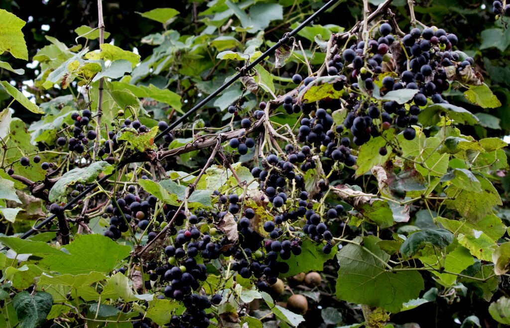 Northern Fox Grape - Vitis labrusca