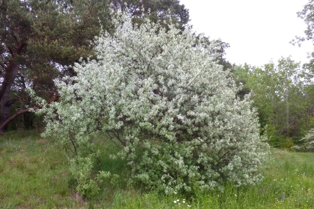 Russian olive - Elaeagnus angustifolia