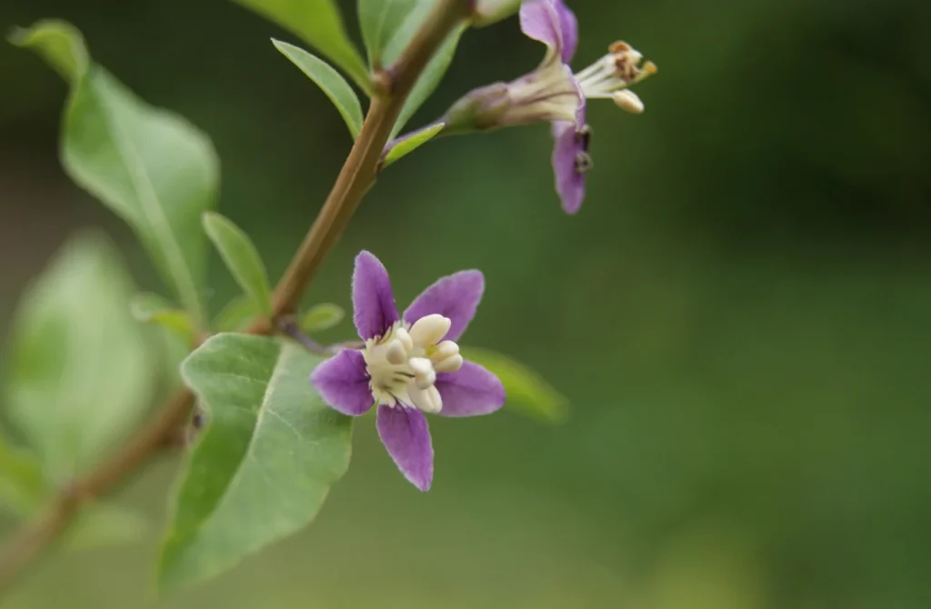 Goji berry - Lycium barbarum