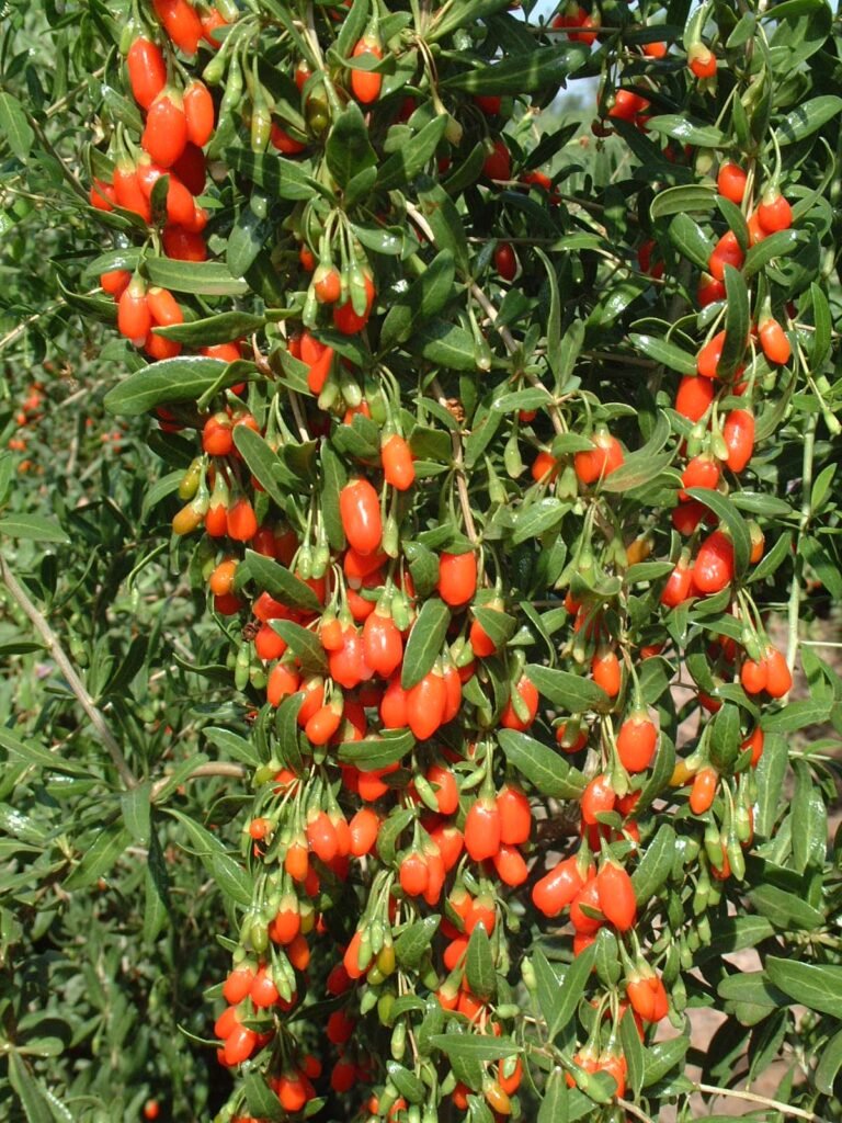 Goji berry - Lycium barbarum