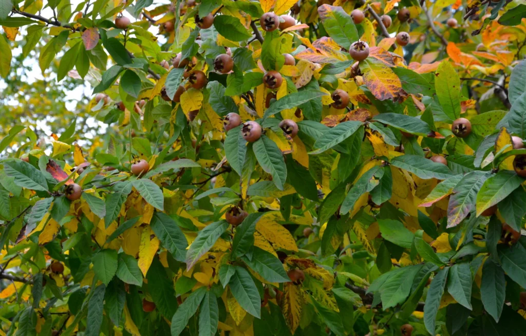 Medlar - Mespilus germanica