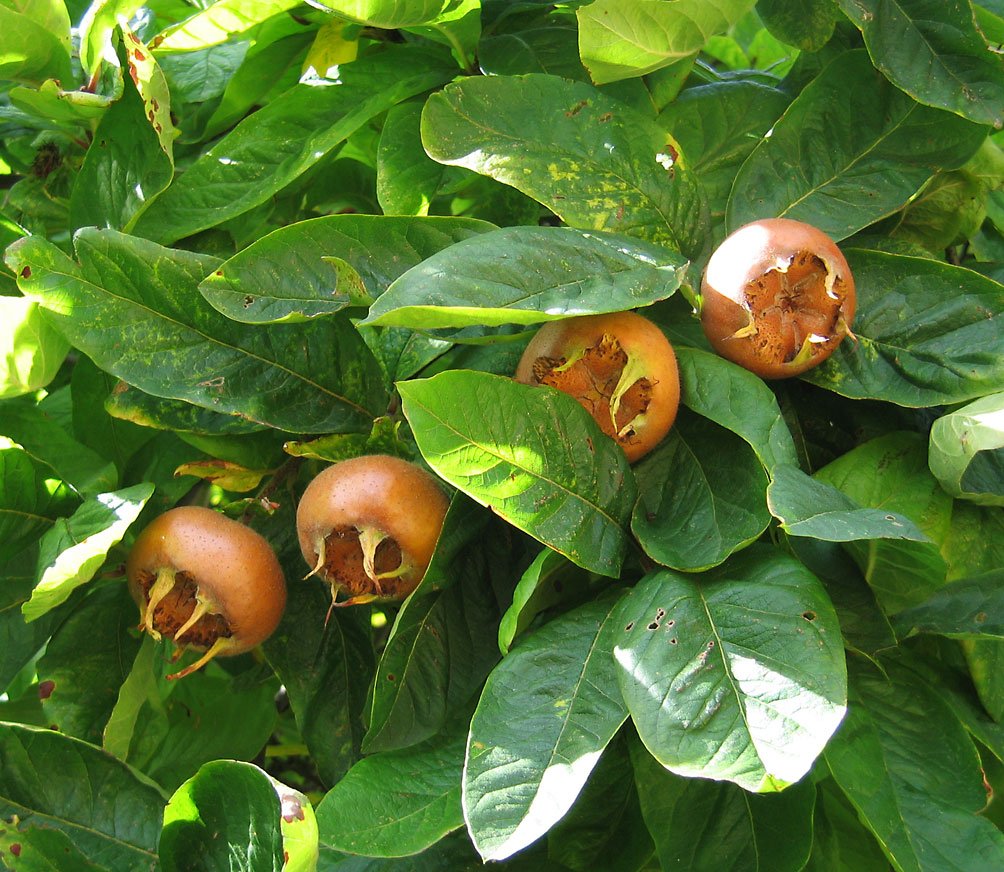 Medlar - Mespilus germanica
