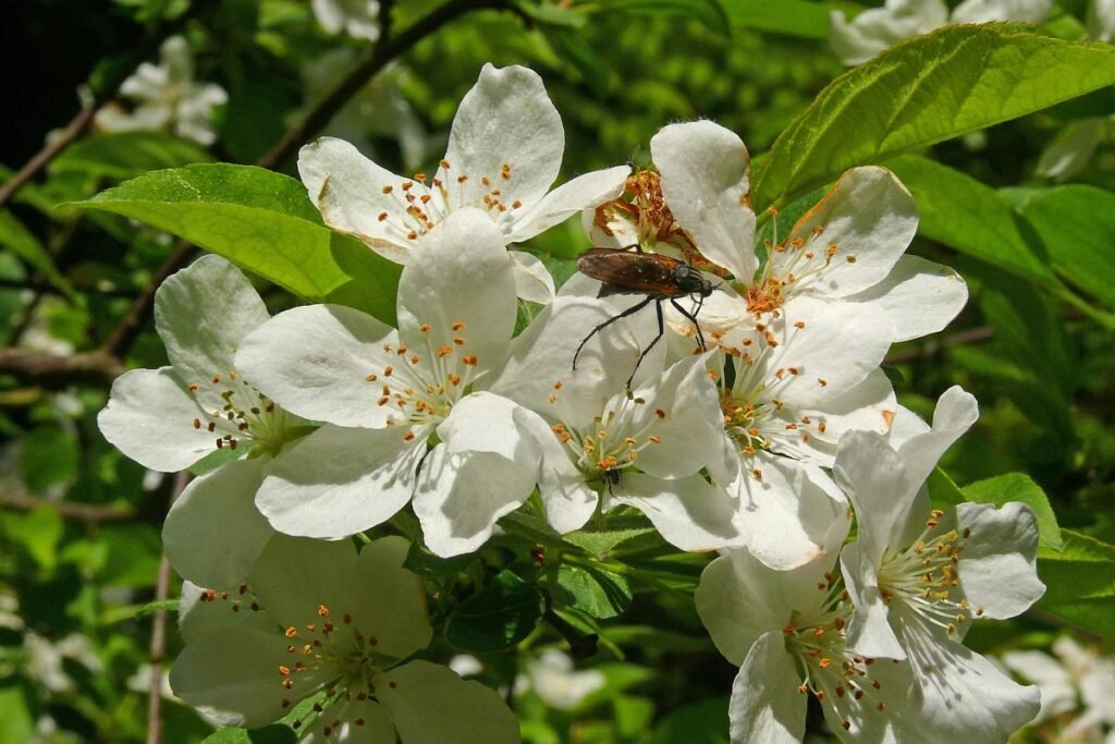 Medlar - Mespilus germanica
