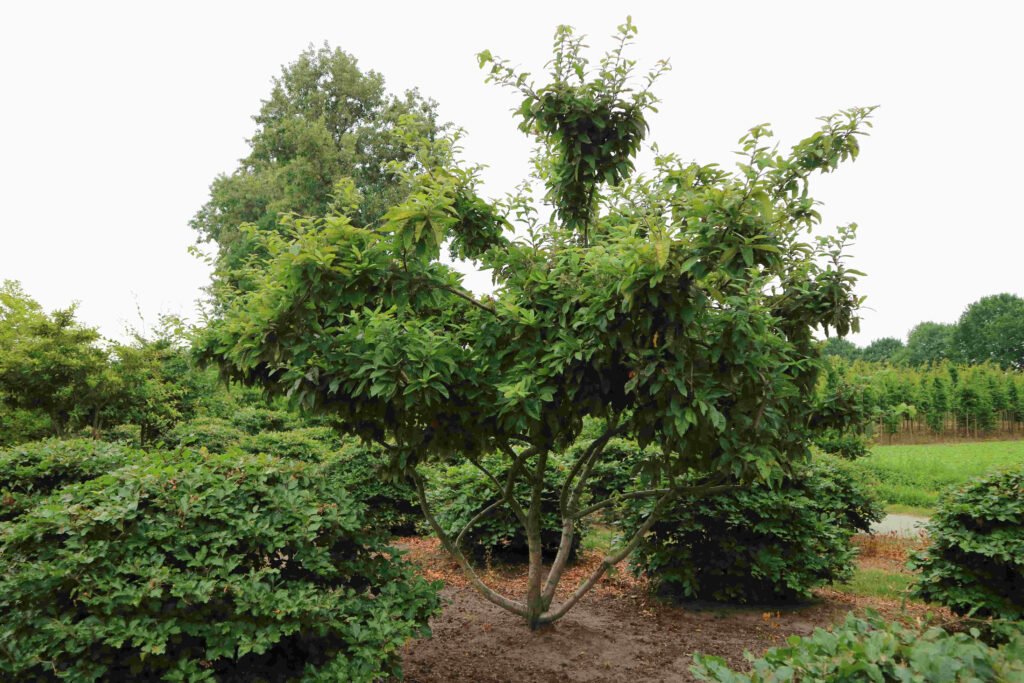 Medlar - Mespilus germanica