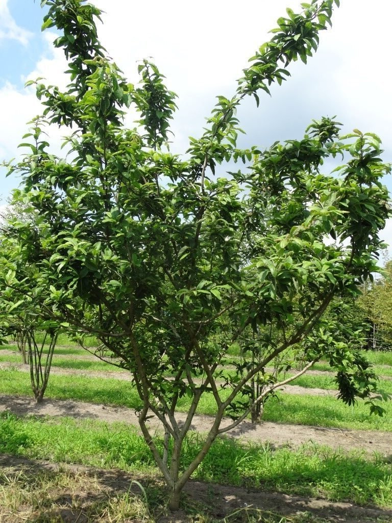 Medlar - Mespilus germanica