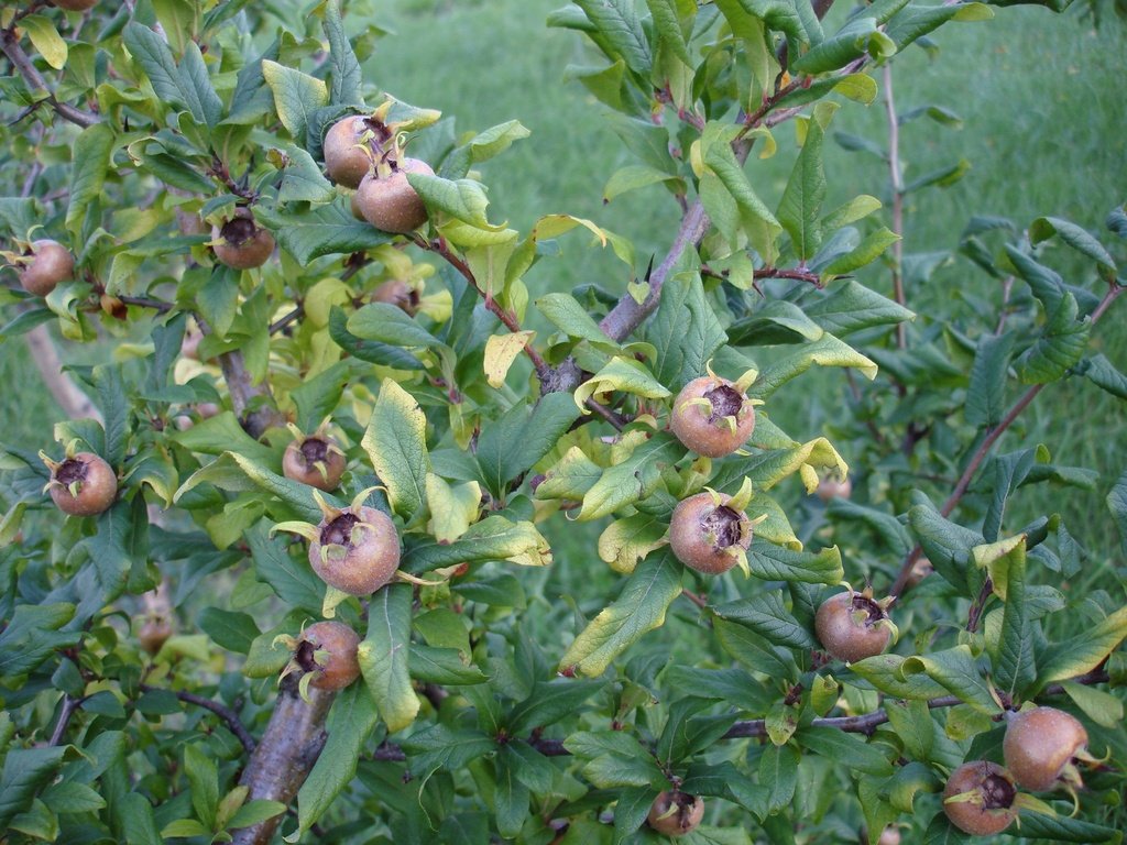 Medlar - Mespilus germanica