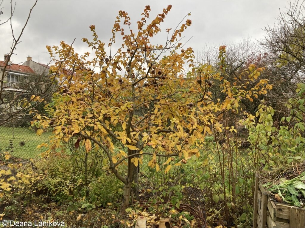 Medlar - Mespilus germanica