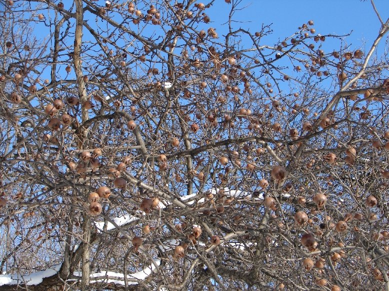 Medlar - Mespilus germanica