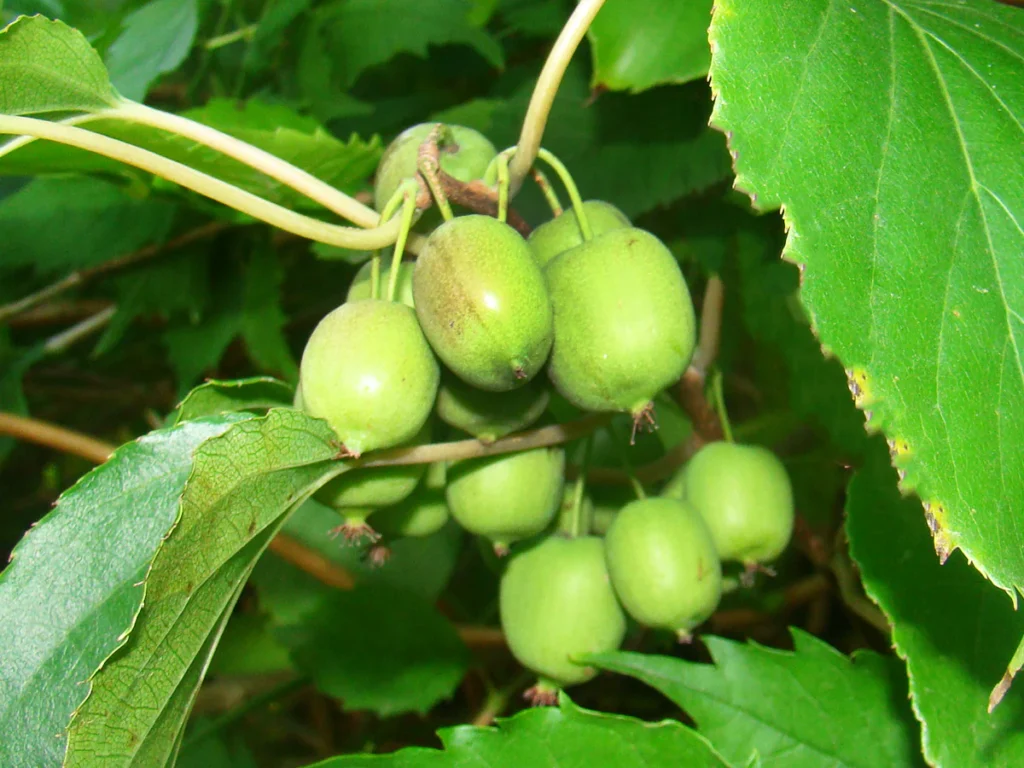 Tara Vine Kiwi - Actinidia arguta