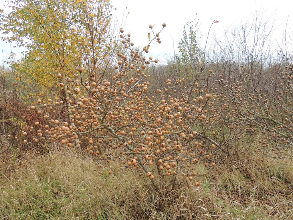 Medlar - Mespilus germanica