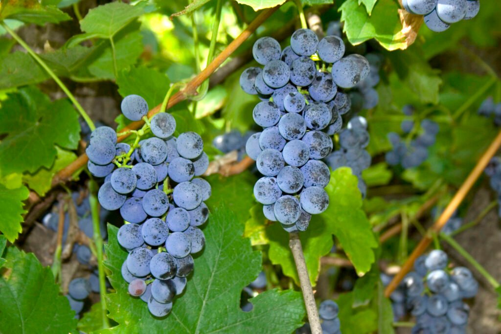 Northern Fox Grape - Vitis labrusca
