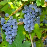 How to grow Northern Fox Grape (Vitis labrusca)