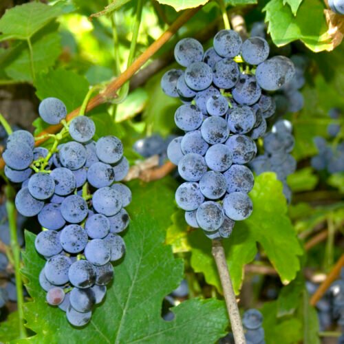 How to grow Northern Fox Grape (Vitis labrusca)