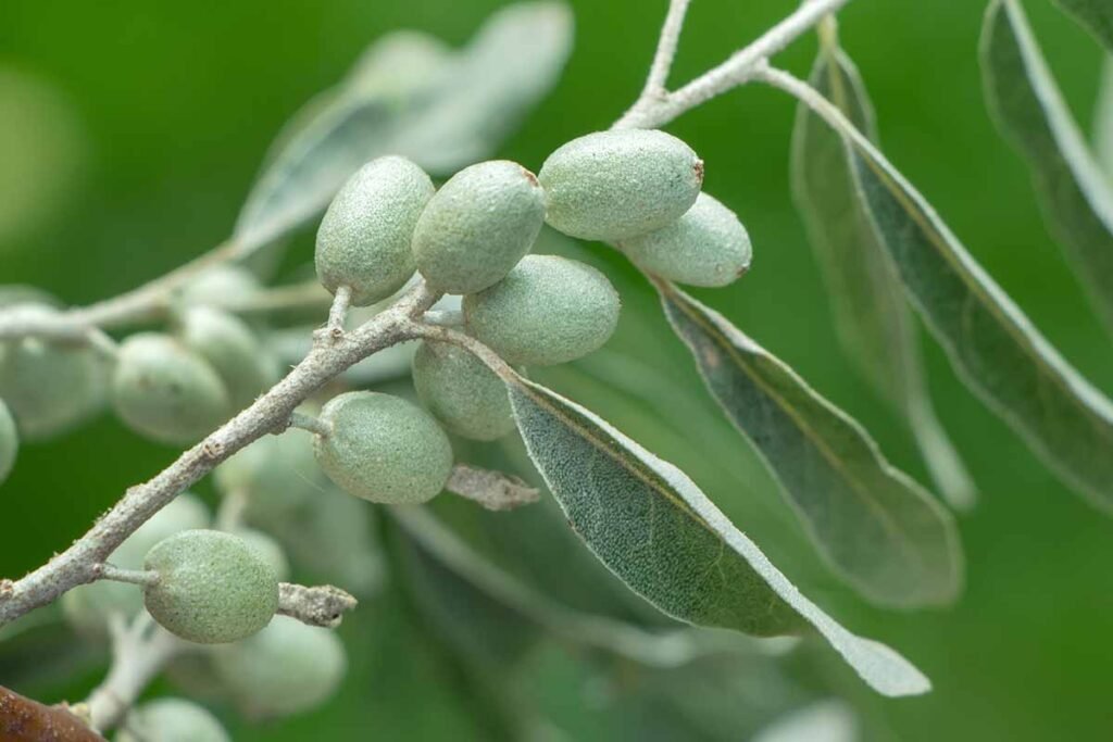 Russian olive - Elaeagnus angustifolia