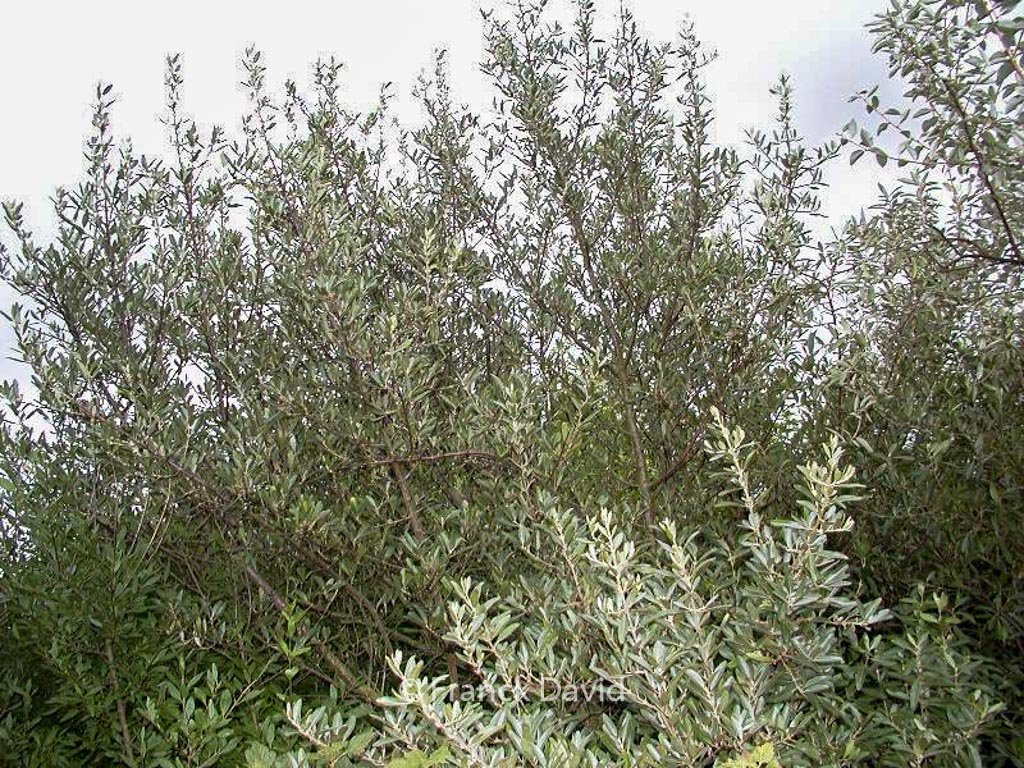 Buffalo Berry - Shepherdia argentea